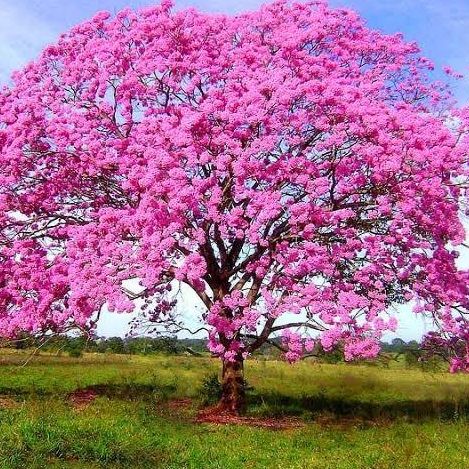 Sementes Ipe/Ype Rosa