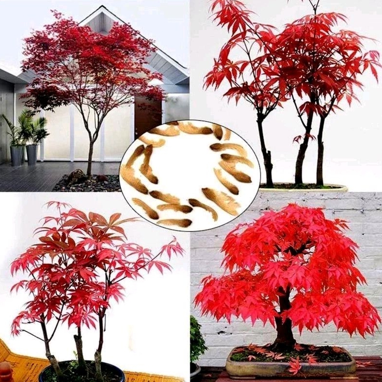 30 pcs Sementes Acer Palmatum jardins