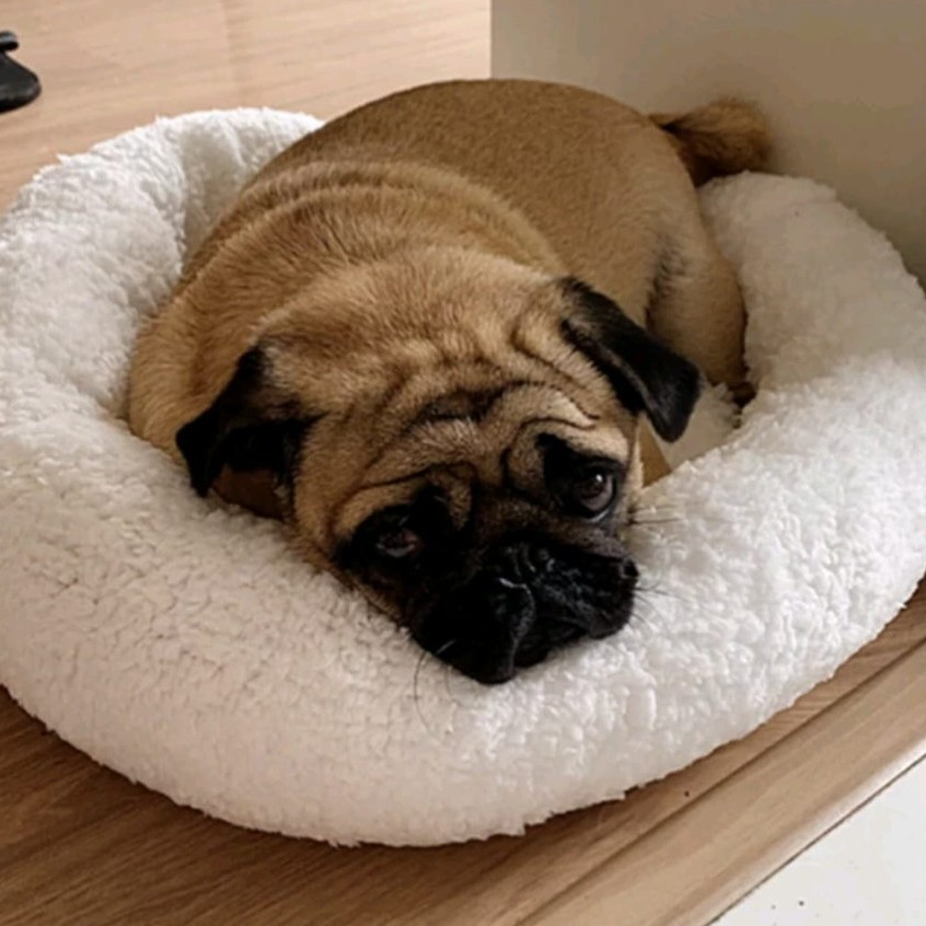Caminha Cachorro Sherpa Pele de Carneiro 50x50cm Pets Cachorro Gato Cama Pet Menor Preço