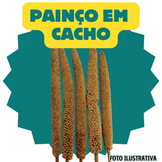 PAINÇO EM CACHO NATURAL PARA ROEDORES E PÁSSAROS em Oferta na Shopee