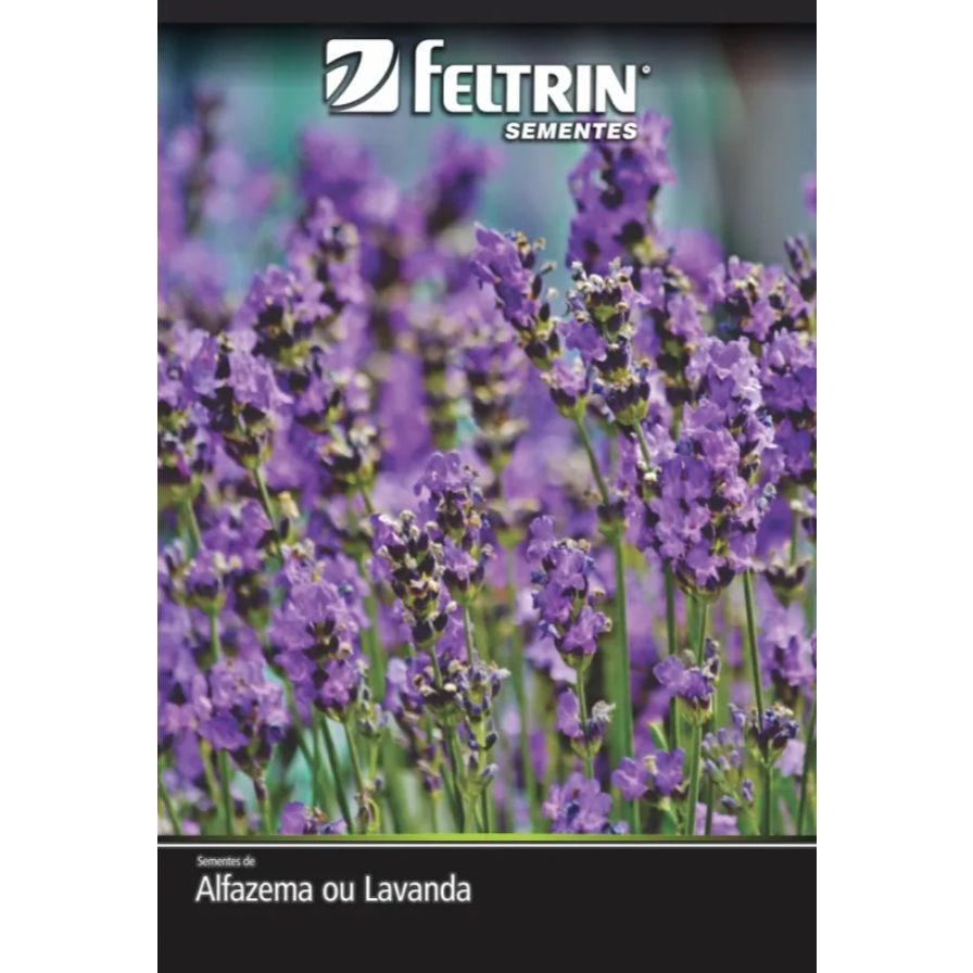 Sementes de Lavanda Verdadeira Alfazema - 2 Envelopes