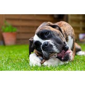 Casco e Chifre Natural Bovino para Cães
