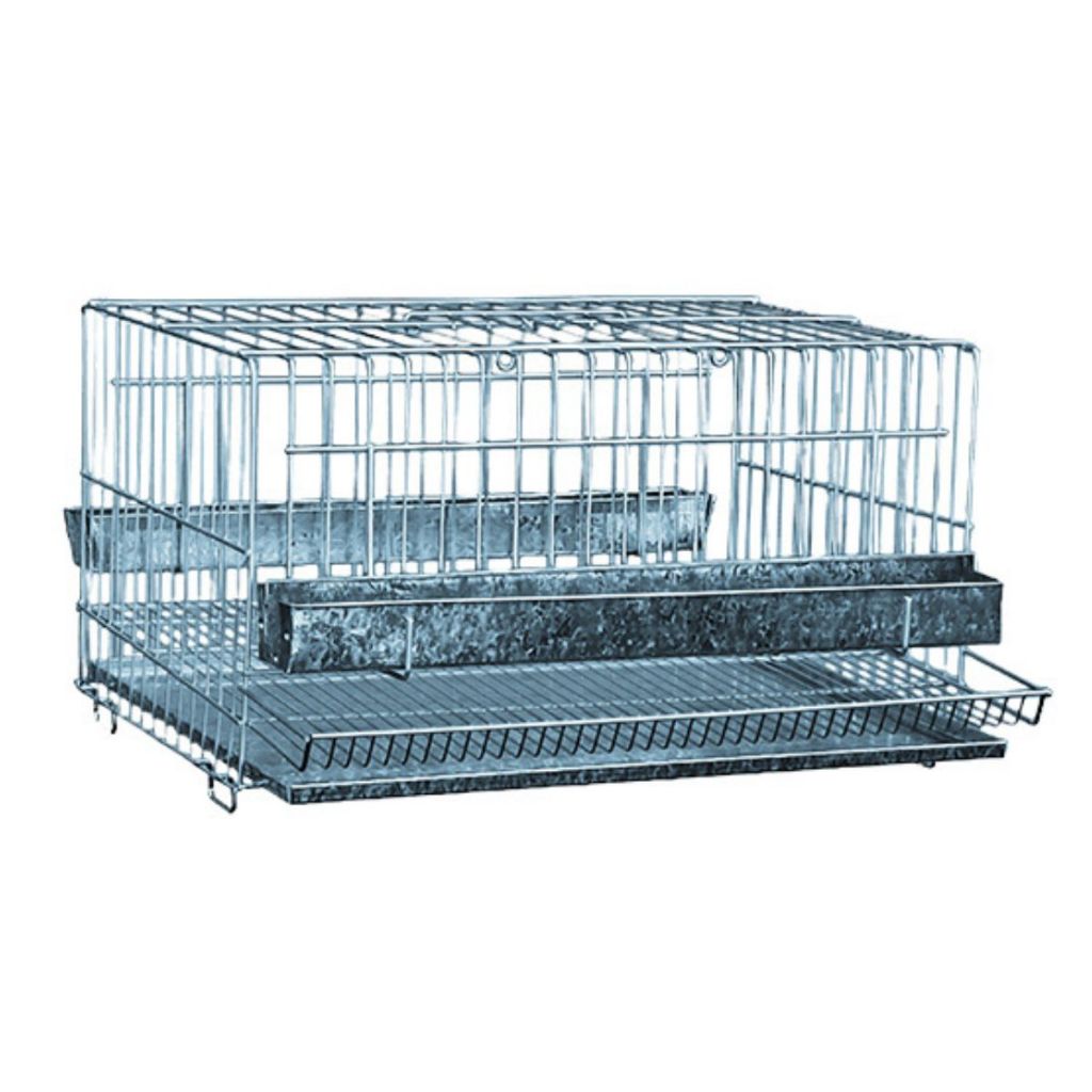 O que é Codorna Chinesa? Guia e Onde Comprar | BuscaProdutos