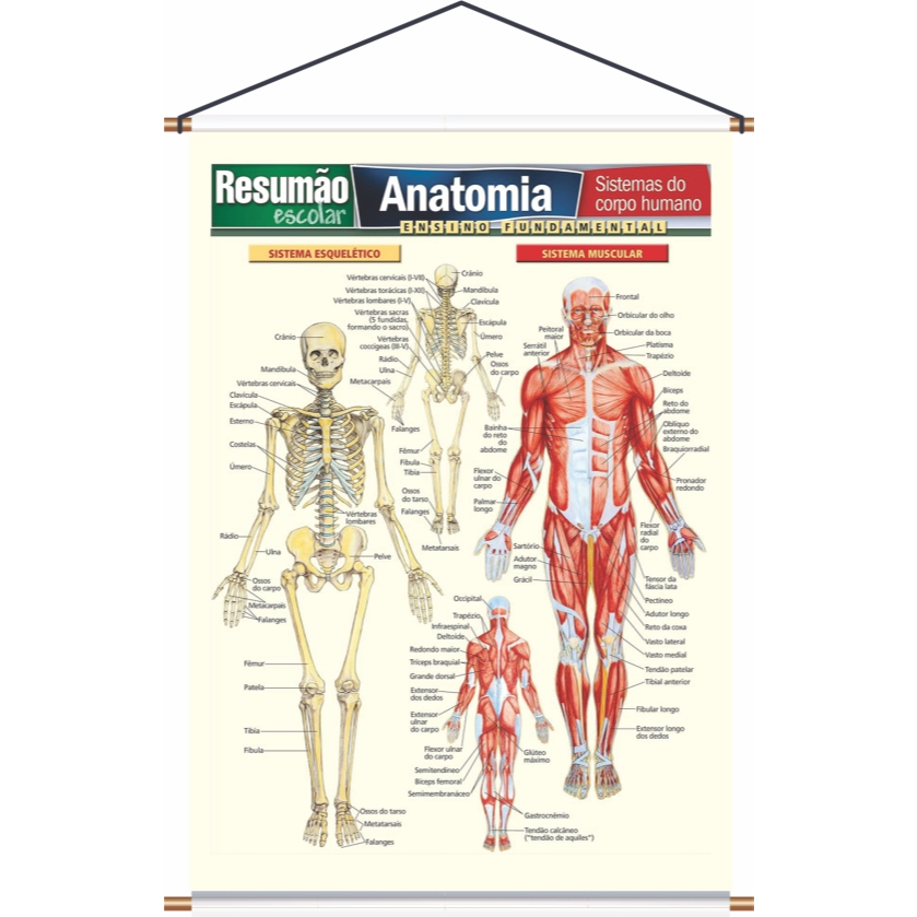 Banner Anatomia Humana Arte pronta em Oferta na Shopee