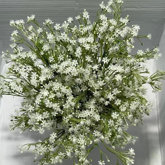 Chuva de prata em Oferta na Shopee