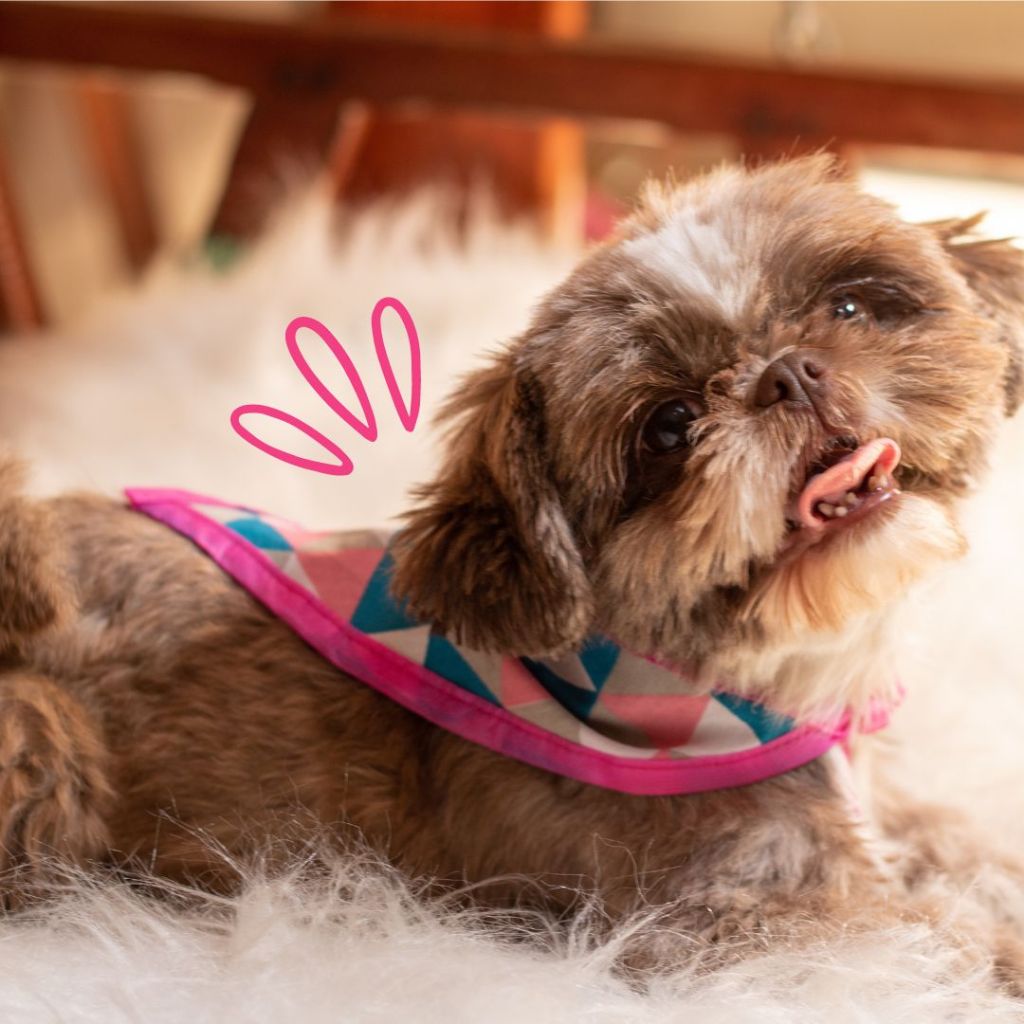 Bandanas para PET banho e tosa 20 unidades estampas variadas petshop