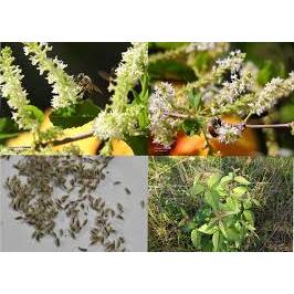 200 sementes de mutre (aloysia virgarta)