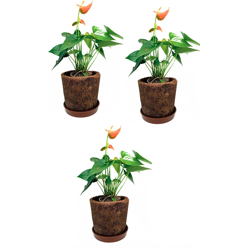 3 KITS DE VASO FIBRA DE COCO BARATO modelo cone + Prato (Para Orquideas,Bromélia,avencas entre outras)