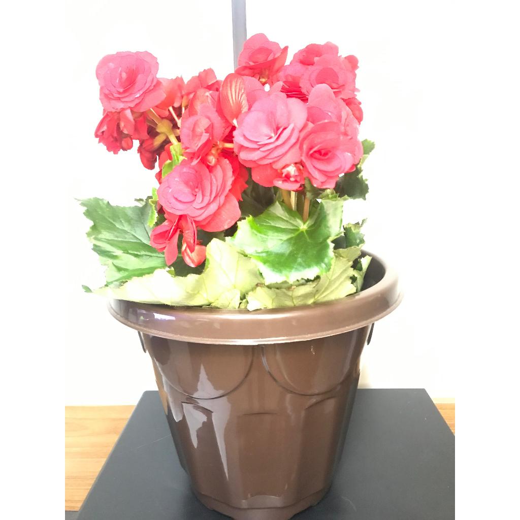 Vaso Para Flores e Plantas Decoração Barato