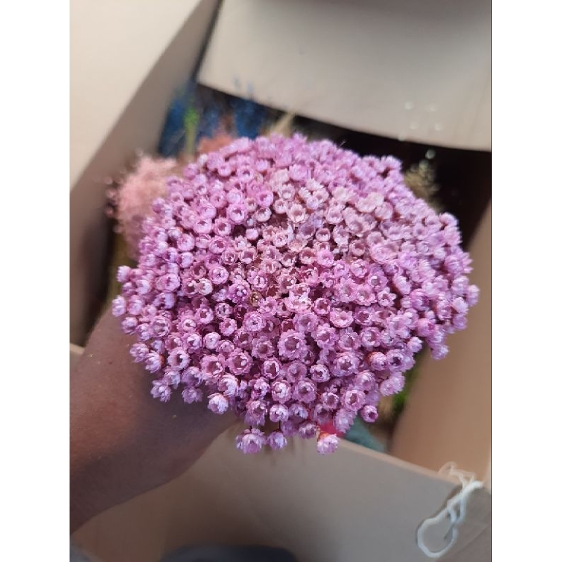Flor Sempre Viva , Lilás Rosado (Lilás Bebê) Kit Ate 1.200 Flores — R$ 18,00 em Shopee, 55% OFF