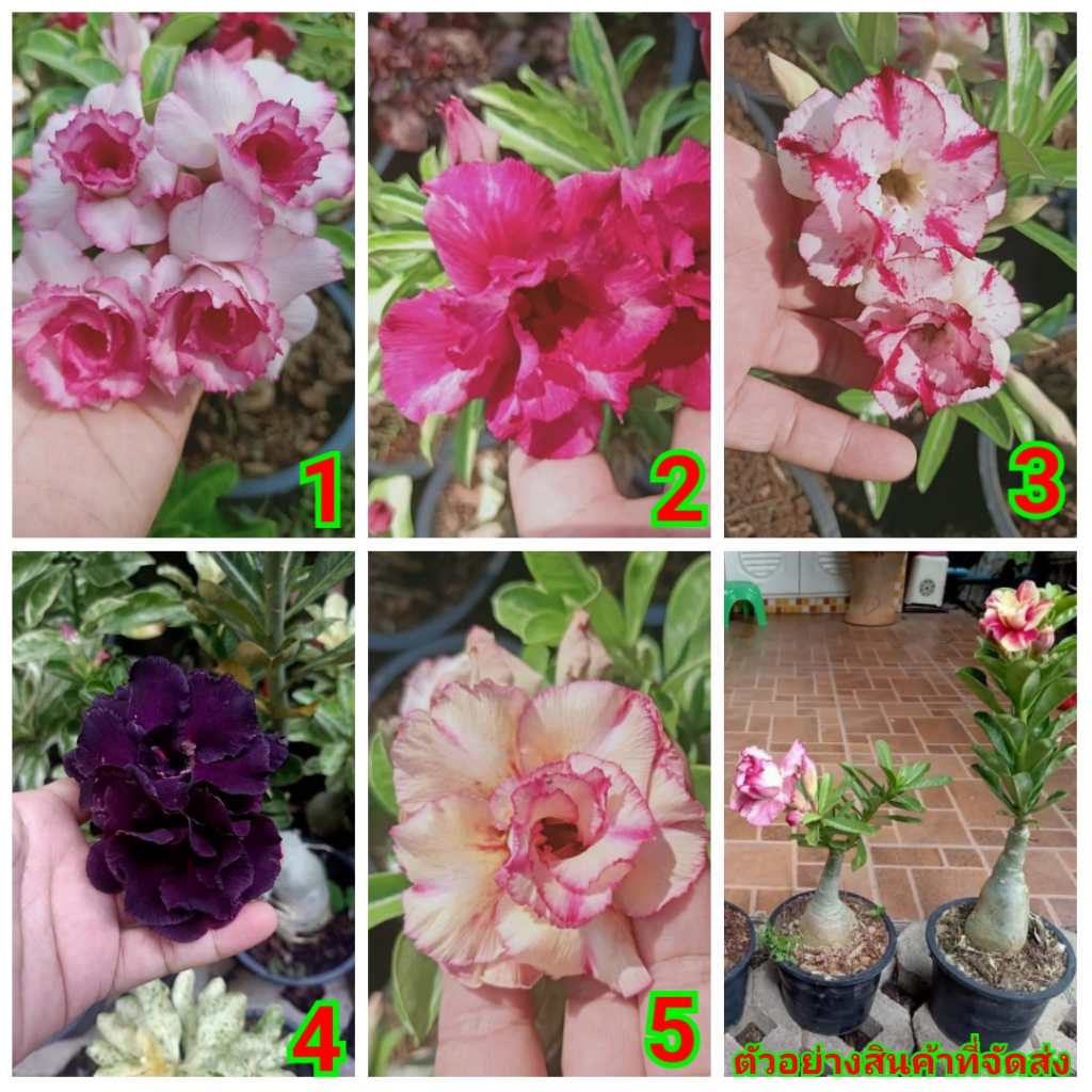 Flor Rosa do Deserto varias cores raras em Oferta na Shopee