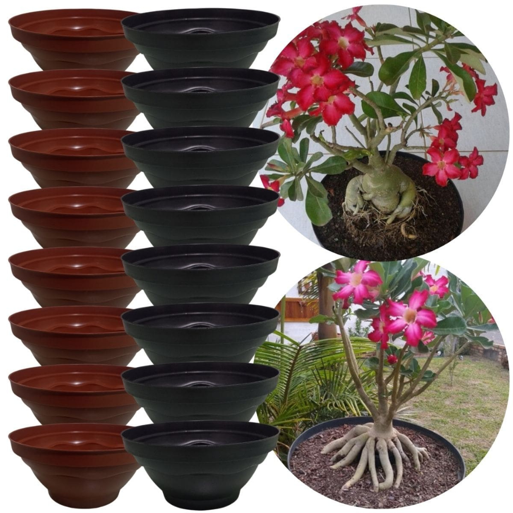 Kit 24 Vaso Cuia 21 P/ Cultivo Produção Plantas Cacto Suculenta Rosa do Deserto Colorido Plástico