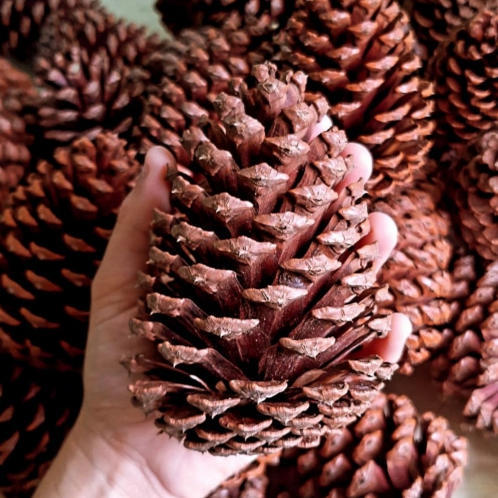 Pinha Natural p Pet, Artesanato e Decoração Natal! Aves roedores coelhos, ou acender churrasqueira!