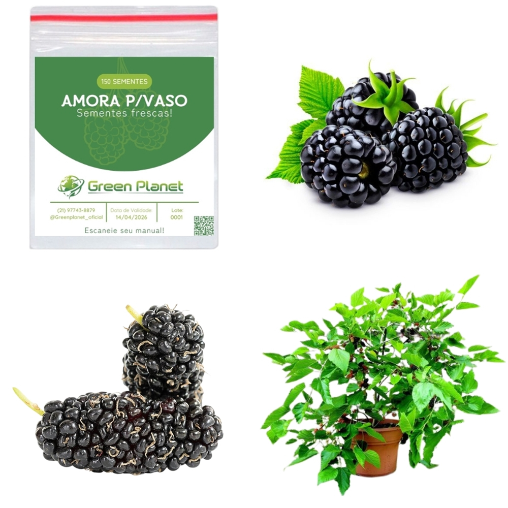 150 Sementes de Amora P/ Vaso - Faça sua Horta!
