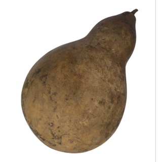 Cabaça Média, aproximadamente 20cm - 1 Unidade em Oferta na Shopee