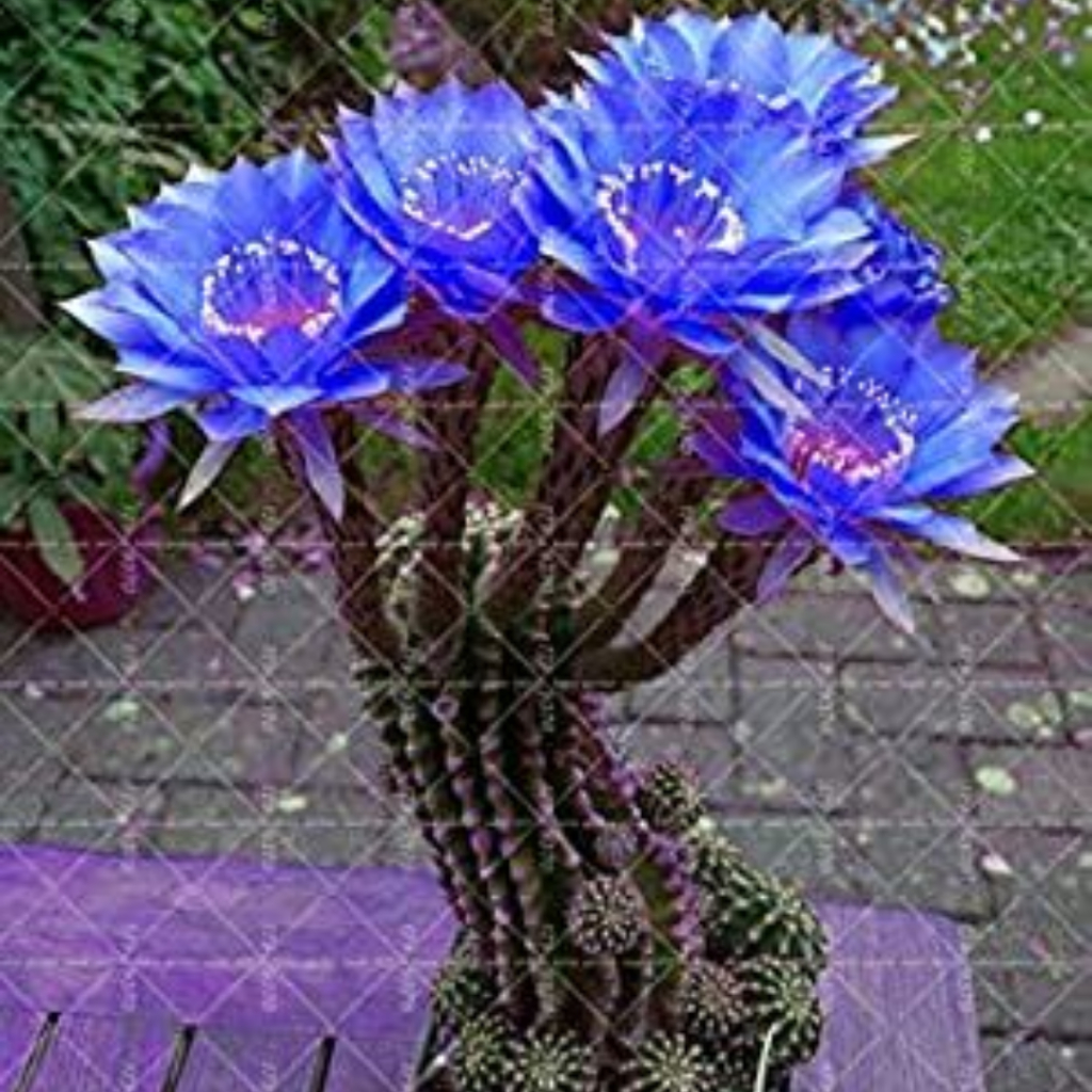 120 sementes de cactos flor azul com frete rápido l9 pra fazer muda
