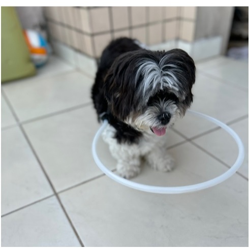 Coleiras para Cão Cego-Cecão (Não Amassa)- Raças Pequenas e Médias.