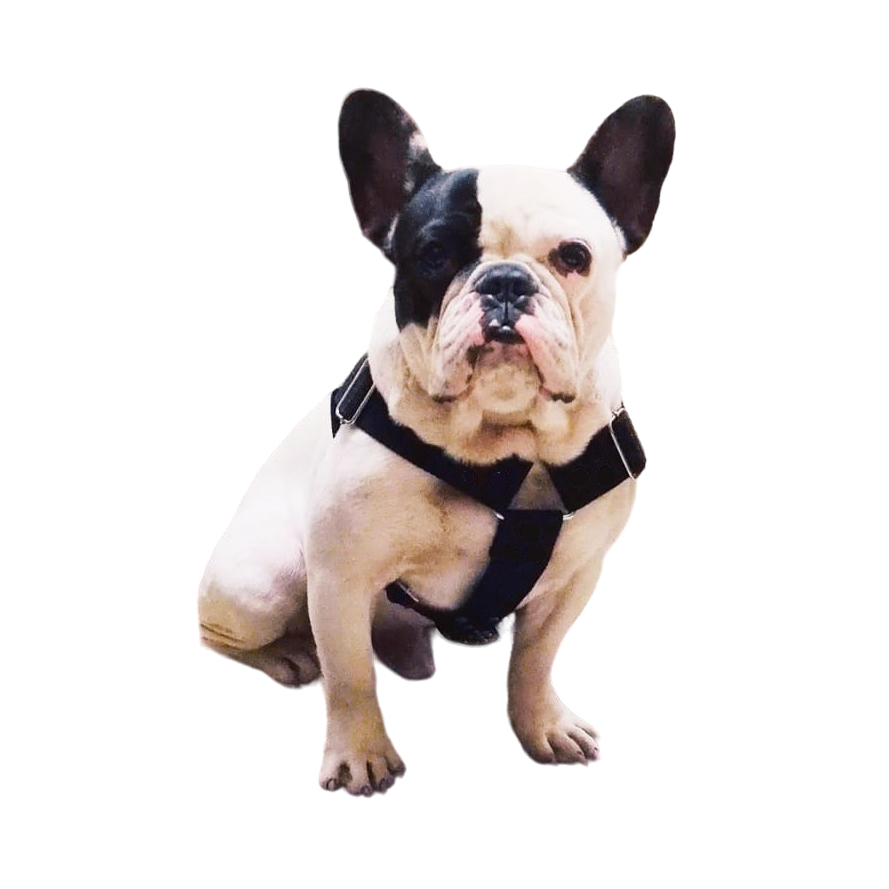 Coleira Peitoral Bulldog frances com trava engate rápido + Guia de 2 metros Coleirarte