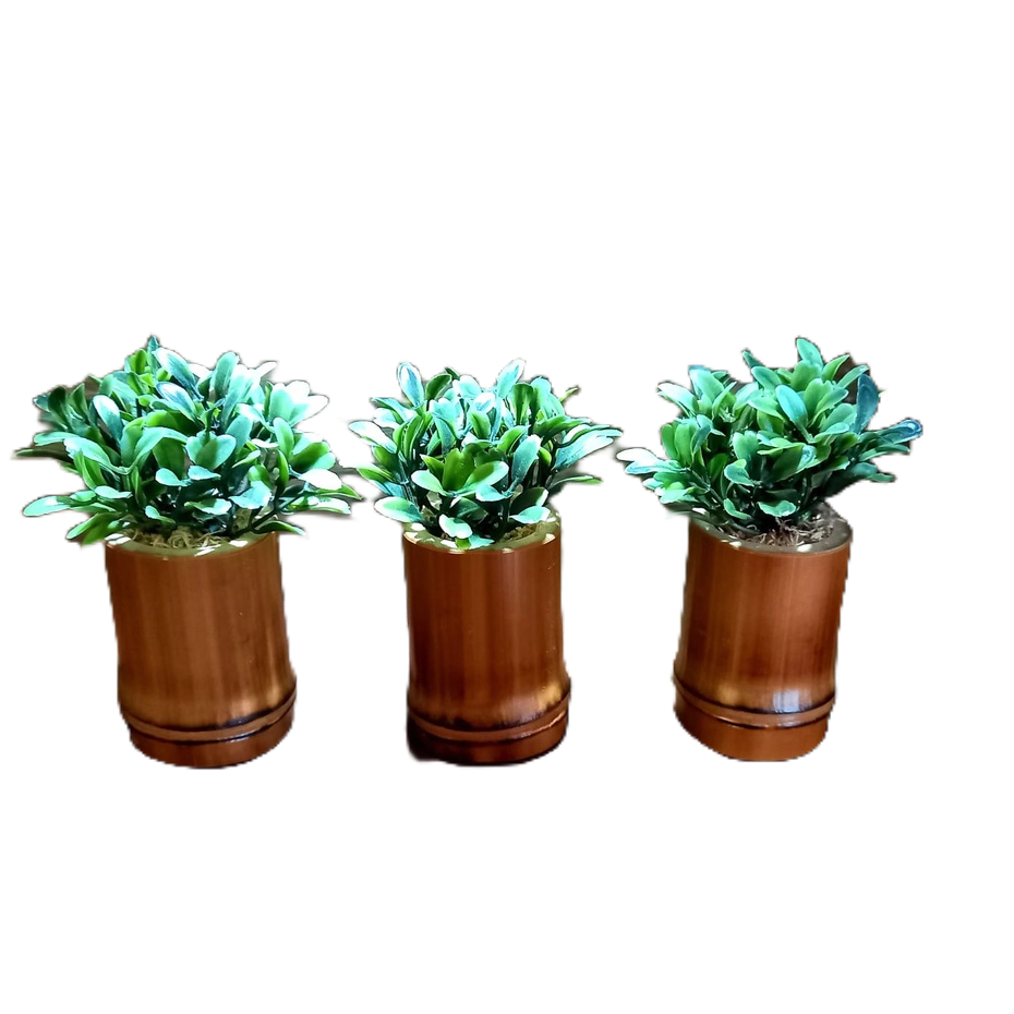 Buxinho Natural: Onde Comprar | BuscaProdutos