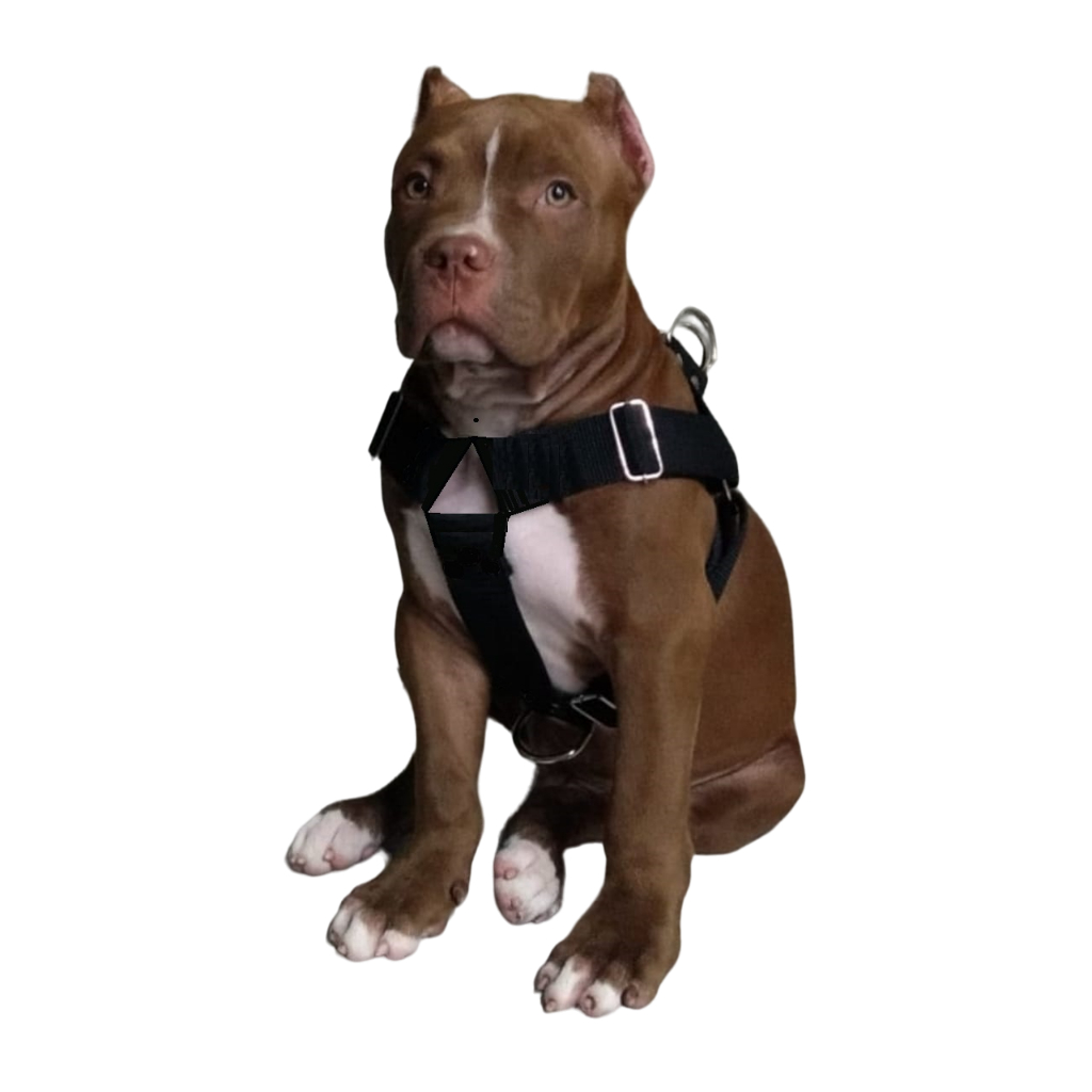 American Bully peitoral Y costurado com trava engate rápido  + guia 1,5 metros Coleirarte