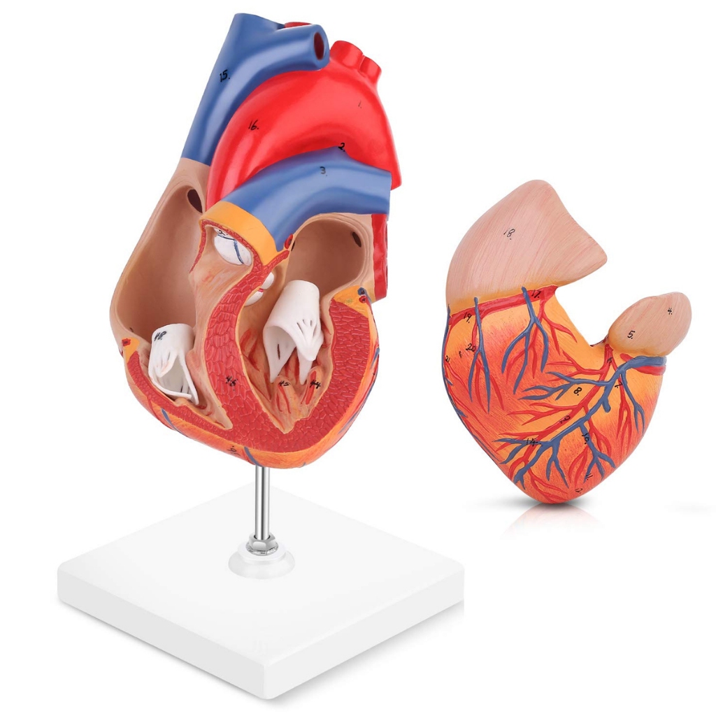 Modelo Anatômico do Coração em 2 Partes Lorben com Suporte para Estudo Veias Estruturas Valvulares em Oferta na Shopee