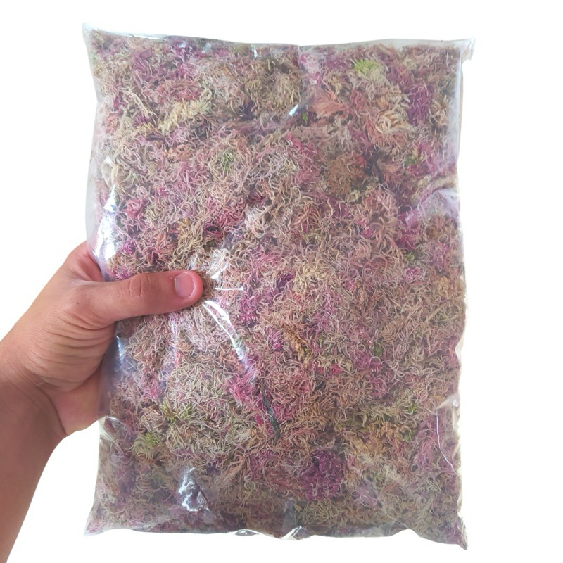 Musgo para artesanato musgo mos preservado - Esfagno para kokedamas terrarios musgo vivo