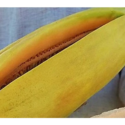 Detalhes do 40 Sementes de Melão Comprido-Melon Largo-Long Melon Melão Gaúcho Germinação Garantida.