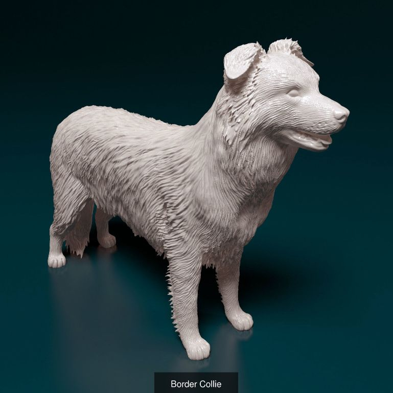 Cores de Border Collie: Onde Comprar | BuscaProdutos