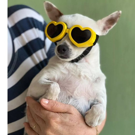 Óculos de Sol Para Cachorro Proteção Uv400 Várias Cores Cães Cachorros Pet em Oferta na Shopee
