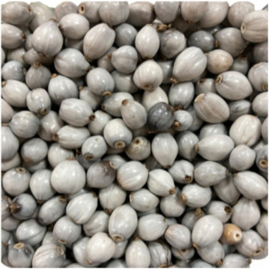 1.000 SEMENTES  LÁGRIMA DE NOSSA SENHORA SELECIONADAS 1.000 UNIDADES. em Oferta na Shopee