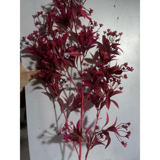 Galho de flor Ceratopetalum em Oferta na Shopee