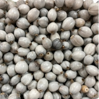 SEMENTE LAGRIMA NOSSA SENHORA SELECIONADA PARA GUIAS ,COLARES E TERÇOS. em Oferta na Shopee