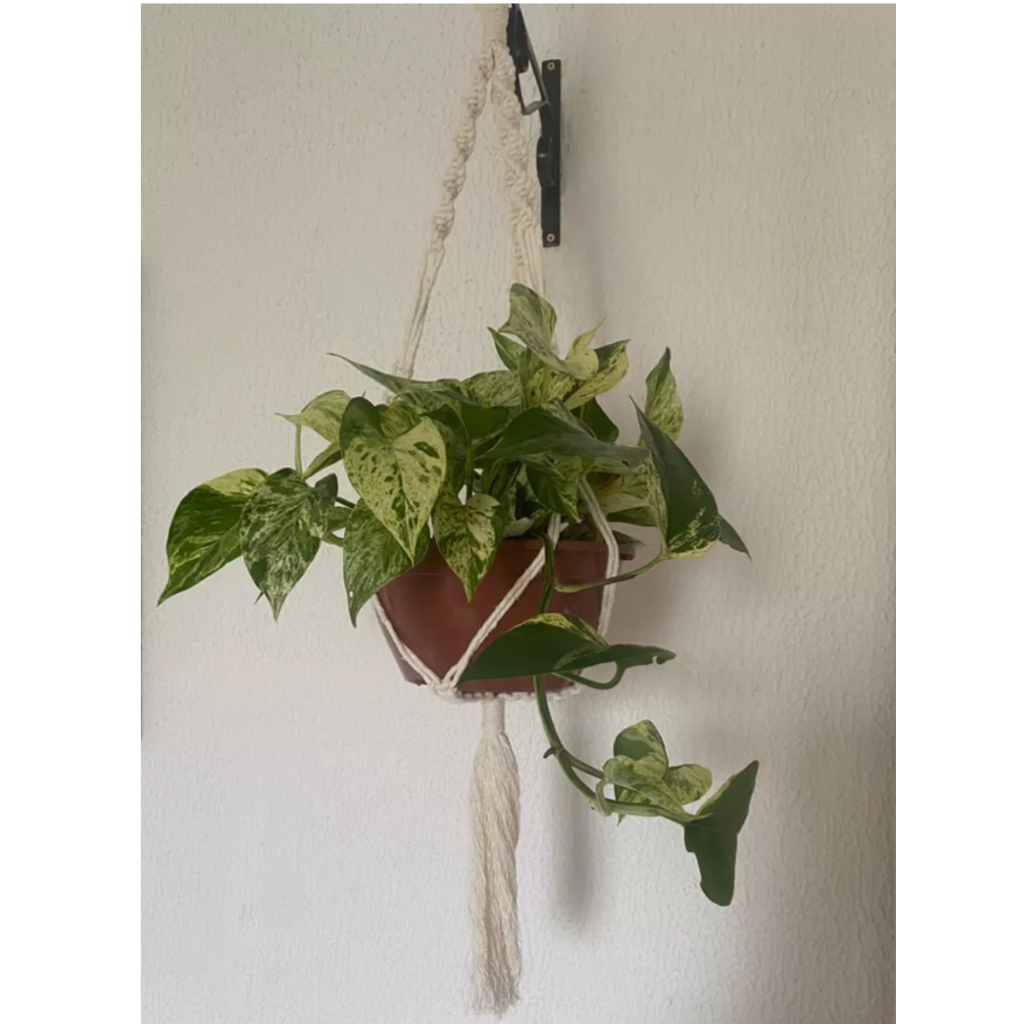 Suporte Madeira para Rede: Onde Comprar | BuscaProdutos