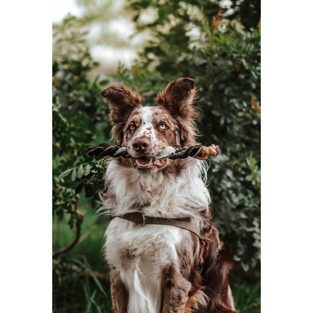 Trança bovina mordedor natural para cachorro cães pet natuka em Oferta na Shopee