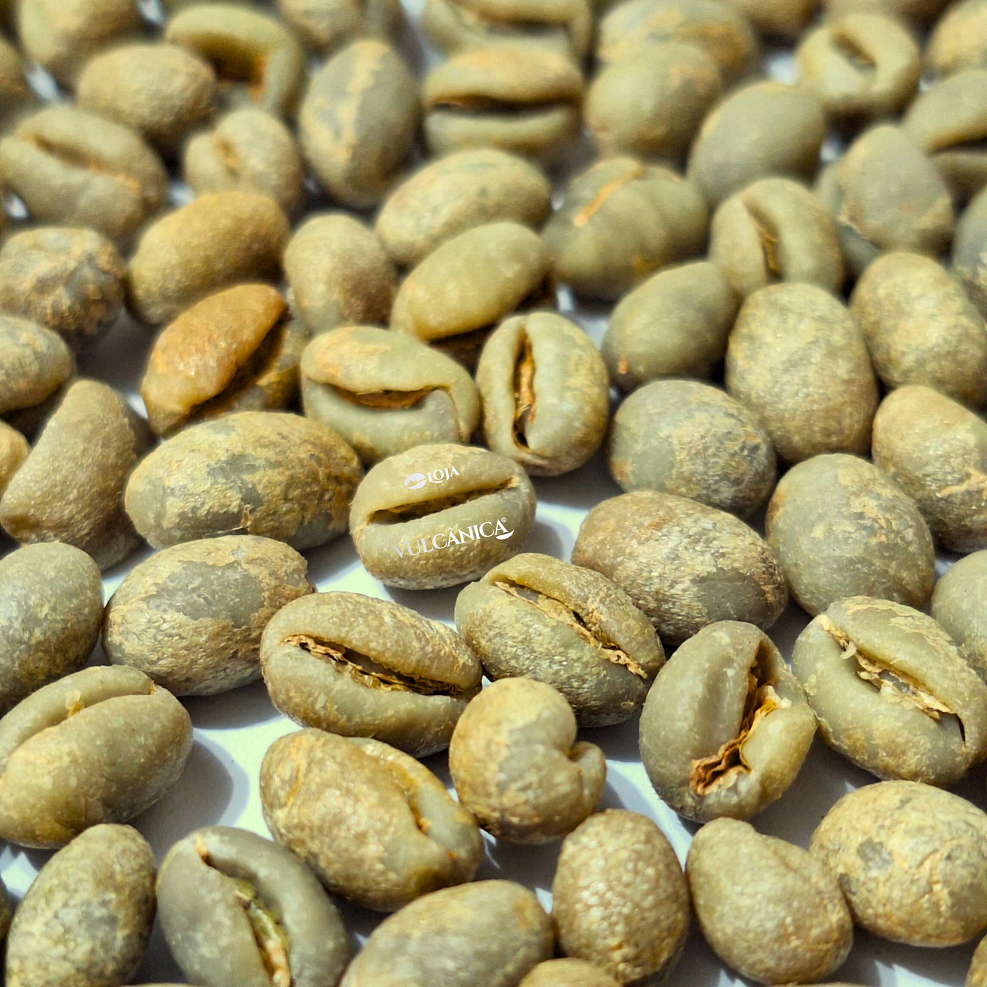 Café Grão Verde Cru Tipo Moca 100% Arábica 83+ SCA - Região Vulcânica 1Kg