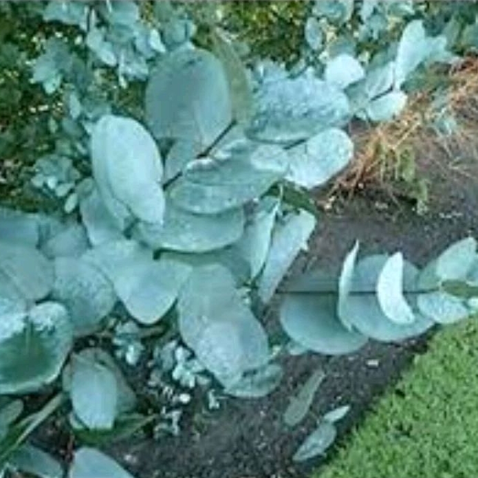5000 Mil pcs Sementes Ornamentais eucalipto Gunni jardins