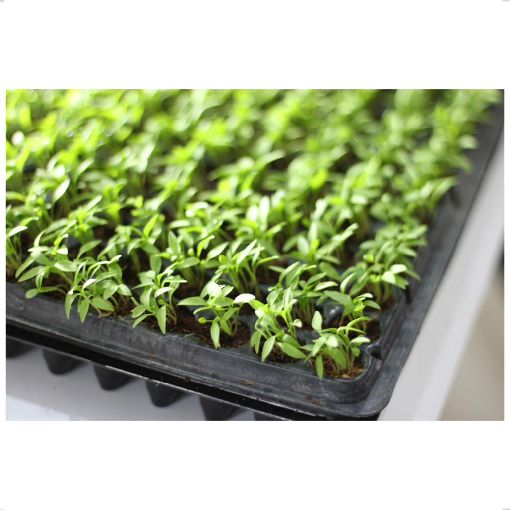 Kit 5 Bandejas Sementeira 288 Células Plantio Mudas Hortaliças Temperos Saladas Ornamentais