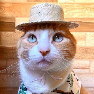 Chapéu de palha gato e cachorro regulável em Oferta na Shopee