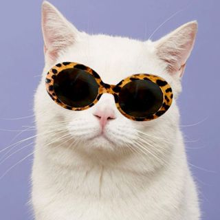 Óculos de sol pet oncinha para gato e cachorro em Oferta na Shopee