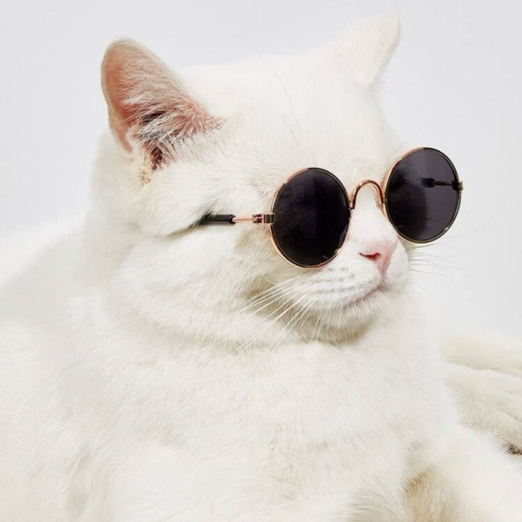Óculos de sol pet redondo preto para gato e cachorro