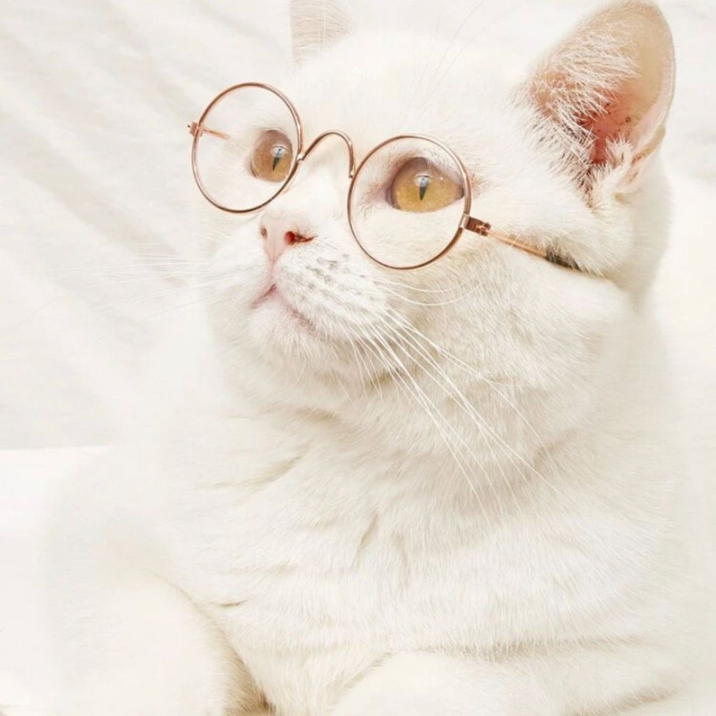 Óculos pet armação dourada para gatos e cachorro