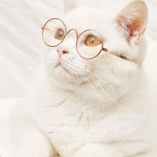 Óculos pet armação dourada para gatos e cachorro em Oferta na Shopee