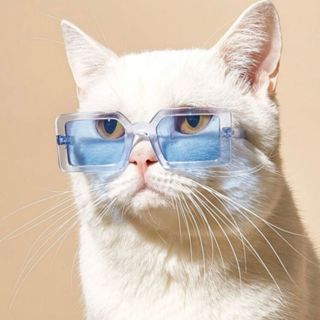 Óculos pet quadrado azul para gato e cachorro em Oferta na Shopee