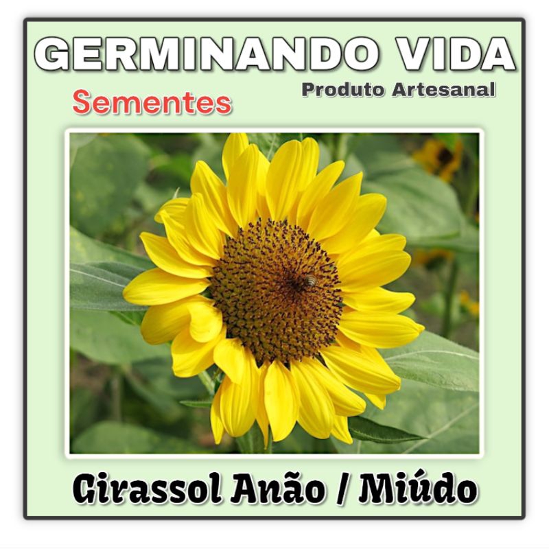 100 Sementes Girassol Anão - Girassol Miúdo