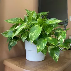 Kit 8 Vaso Planta Autoirrigável Antidengue Flores Horta Vaso Auto Irrigável Cachepô Escolha as Cores