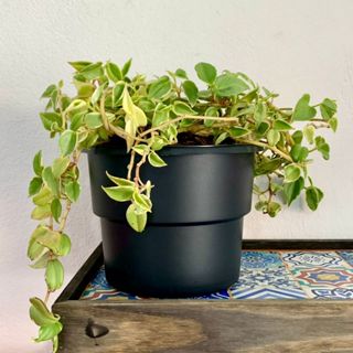 Kit 6 Vaso Plantas Autoirrigável Vaso Antidengue Auto Irrigável Flores Hortas Vaso Escolha as Cores em Oferta na Shopee