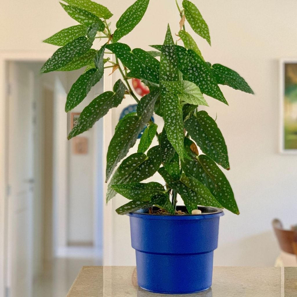 Vaso Plantas Autoirrigável Antidengue Flores Hortas Vaso c Cachepô Auto Irrigável