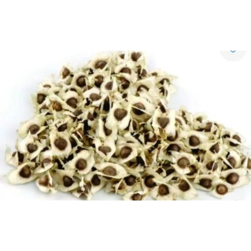 200 Sementes de Moringa Oliféra Árvore da Vida ( Alimentação Animal).