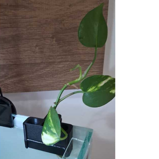 Suporte Triplo para plantas Aquáticas em Oferta na Shopee