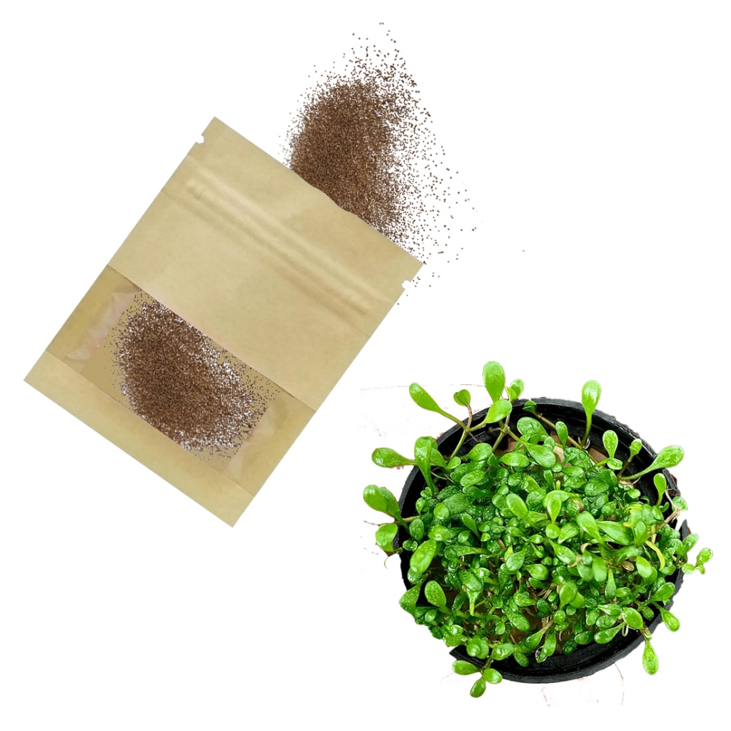 350 Sementes Glossostigma Elatinoides - Aquário plantado - Carpete aquário